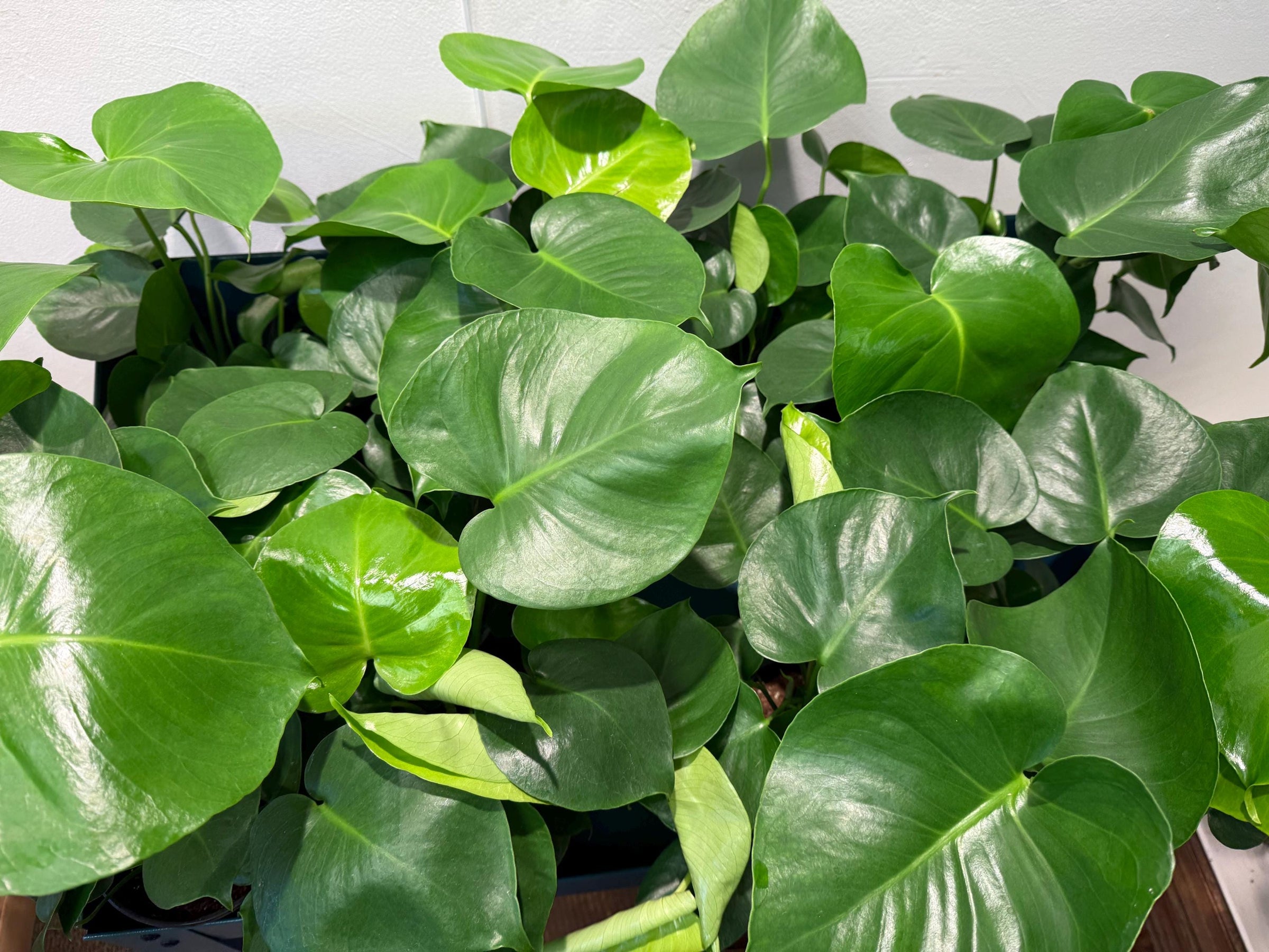6 monstera deliciosa Monstera Deliciosa Split Leaf, 6